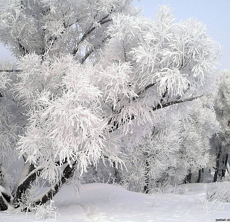 Товар_1687431124